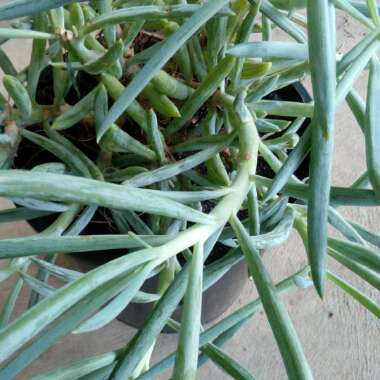 Senecio vitalis