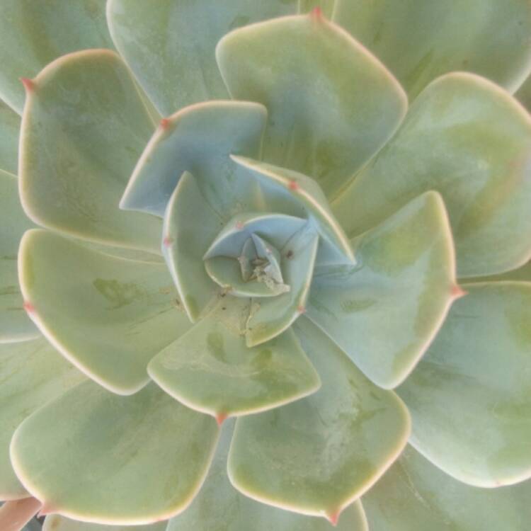 plant image 610079 plant image 610079