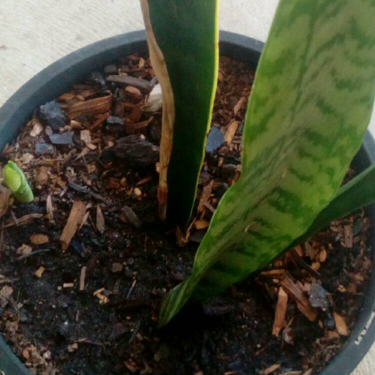 plant image 610089