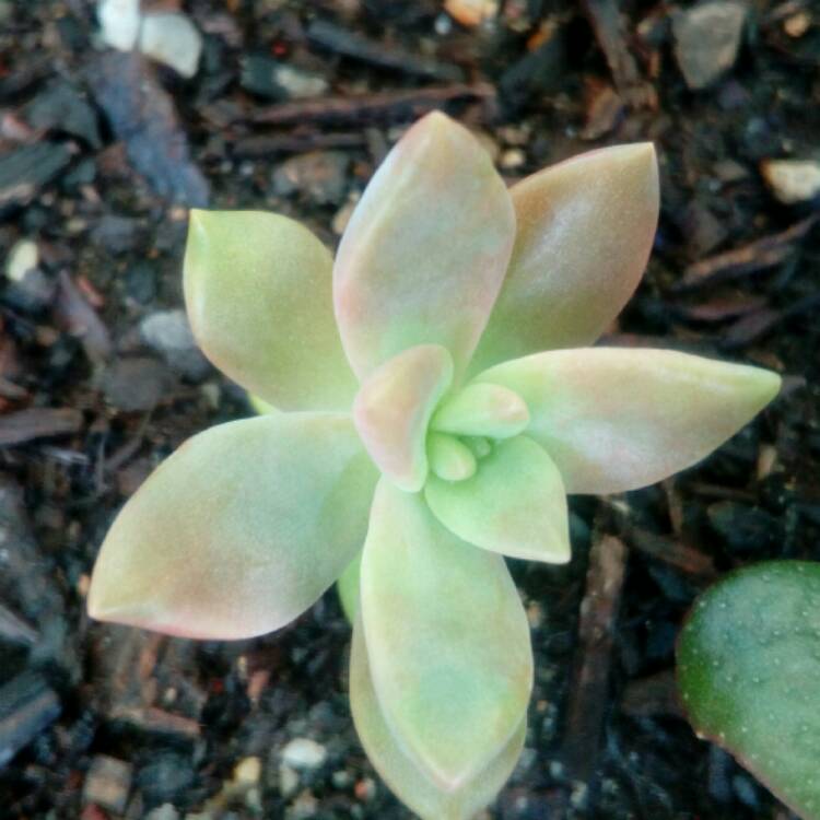 Plant image Sedum 'Pat's Pink' syn. Sedeveria 'Pat's Pink', Sedum 'Pam's Pink'