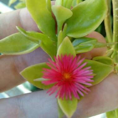 Aptenia cordifolia
