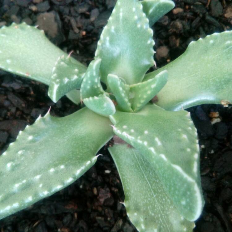 plant image 612264 plant image 612264