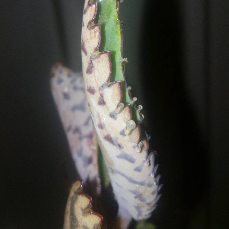 Plant image Kalanchoe daigremontiana syn. Bryophyllum daigremontianum