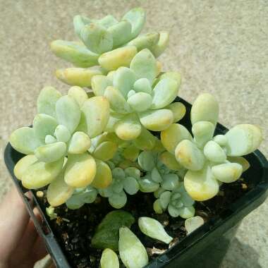 Sedum Clavatum