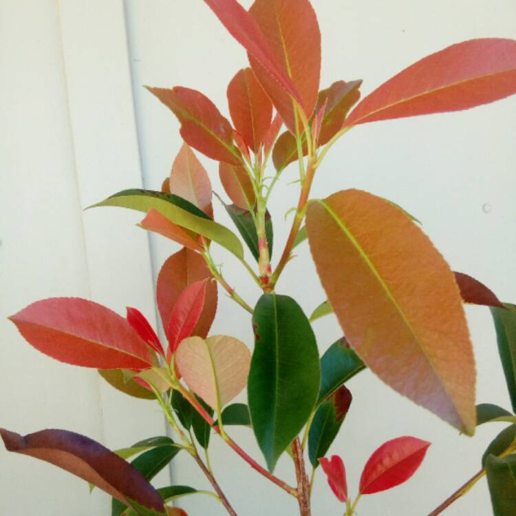 plant image 616730