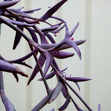 Tradescantia pallida 'Purpurea' syn. Tradescantia pallida 'Purple Heart'