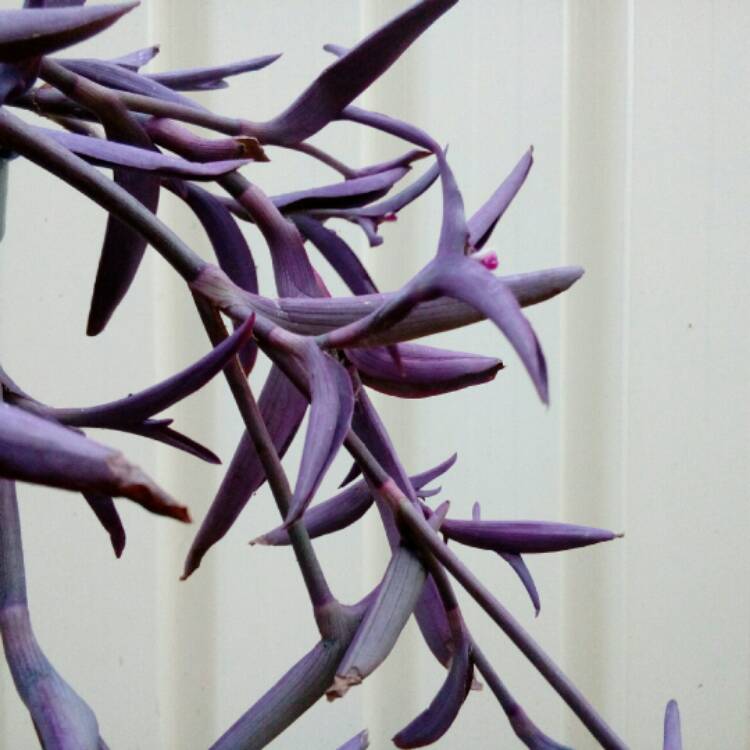 Plant image Tradescantia pallida 'Purpurea' syn. Tradescantia pallida 'Purple Heart'