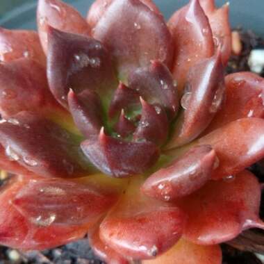 Echeveria Black Prince