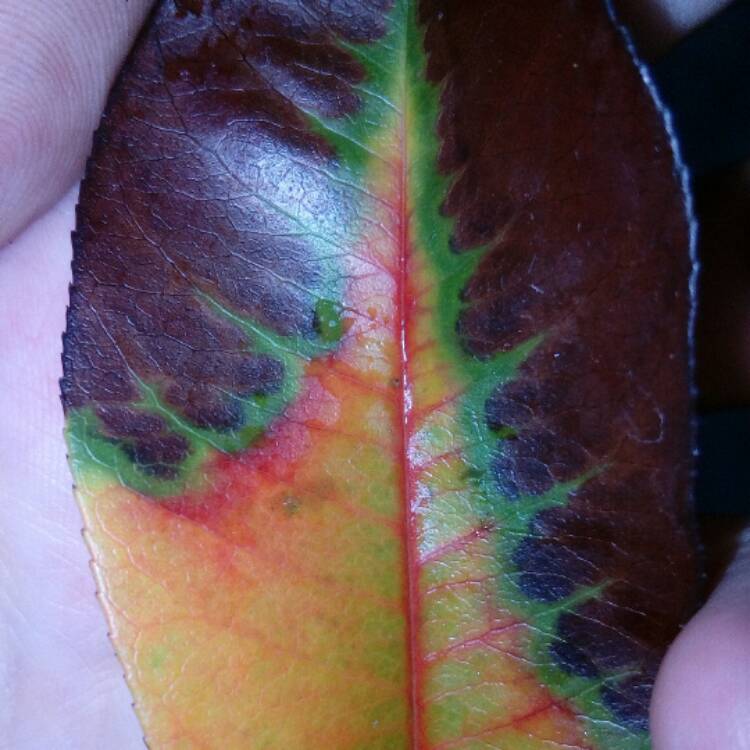 plant image 619678