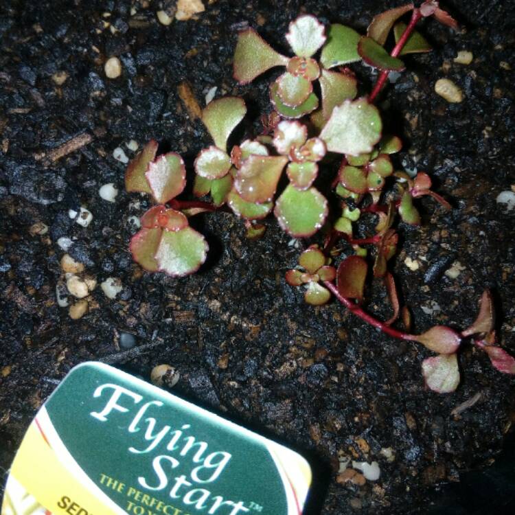 plant image 623926