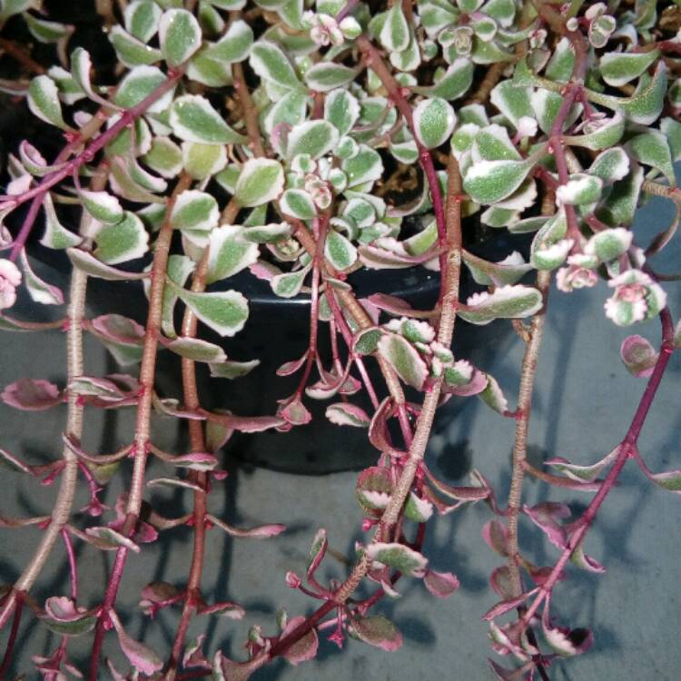 Plant image Sedum Spurium Tricolor
