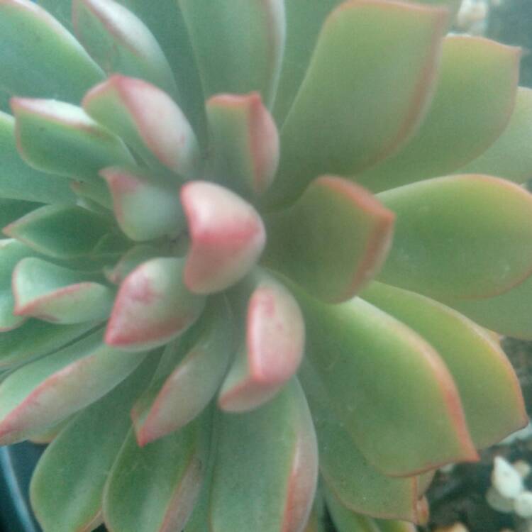Plant image xSedeveria Darley Dale