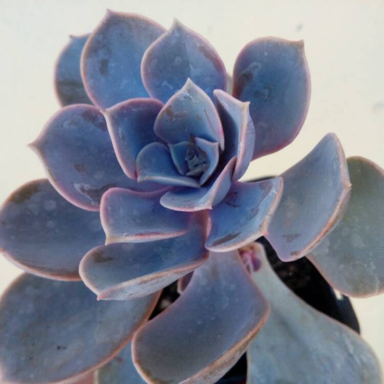 plant image 628246 plant image 628246