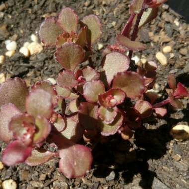 Sedum Spurium Schorbusers Blut
