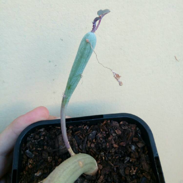 Plant image Senecio articulatus