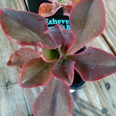 Echeveria Pappys Rose