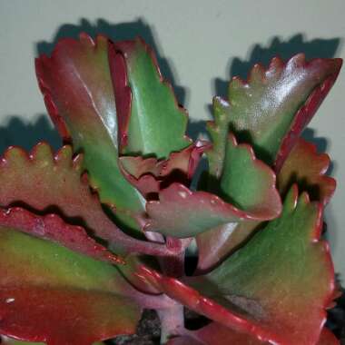 Kalanchoe 'Sexangularis'