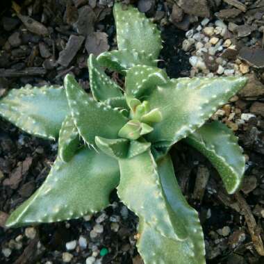 Faucaria tuberculosa