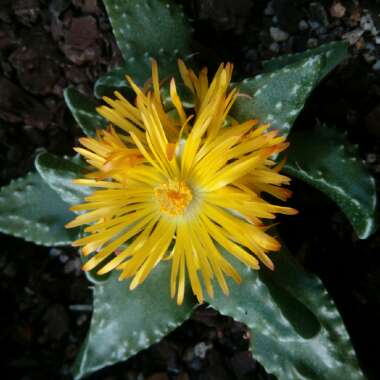 Faucaria tuberculosa