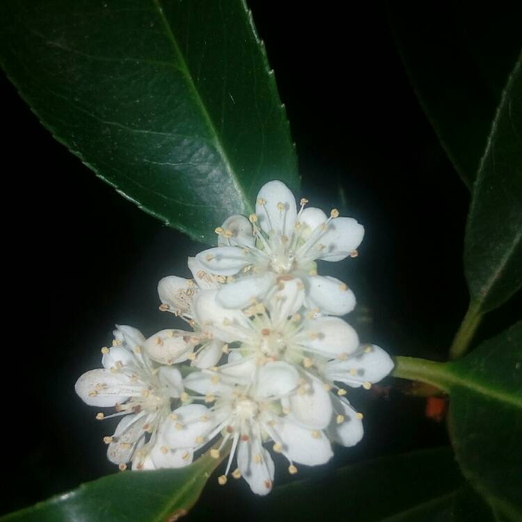 plant image 666311
