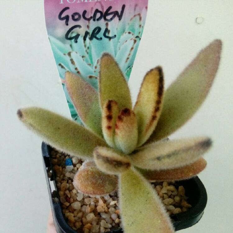 Plant image Kalanchoe Tomentosa Golden Girl