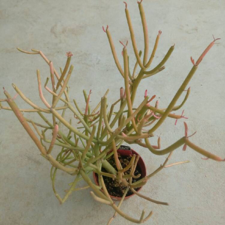 Plant image Euphorbia tirucalli 'Rosea'