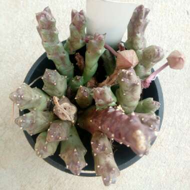 Orbea variegata