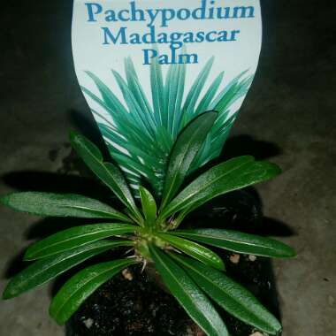 Pachypodium lamerei