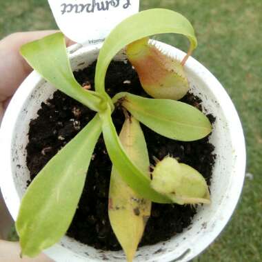 Nepenthes