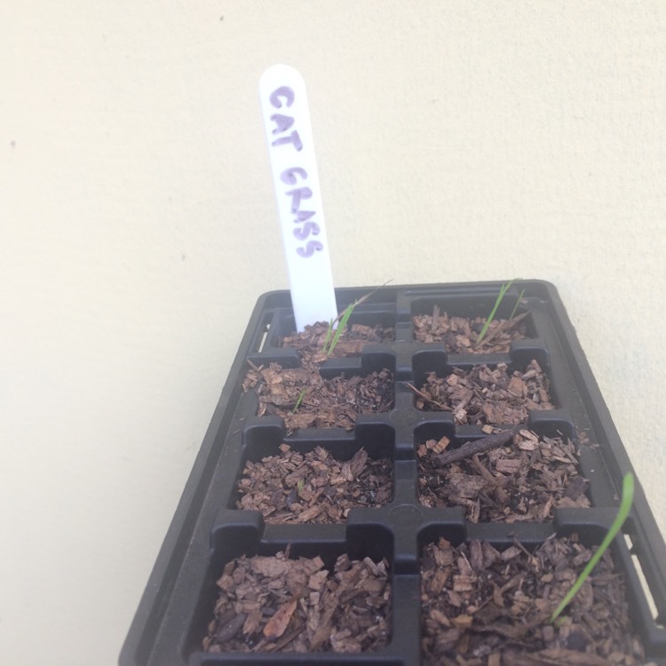 plant image 690190