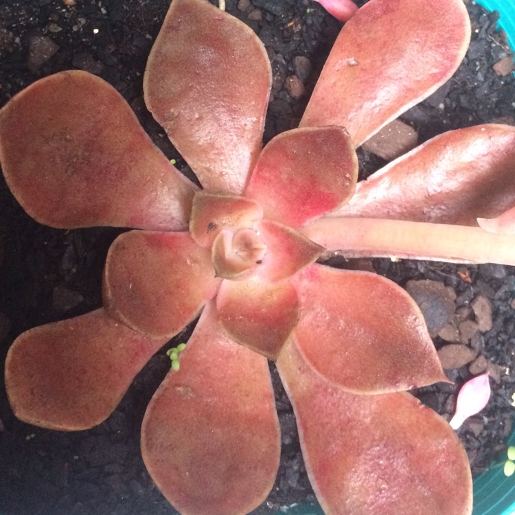 plant image 702429