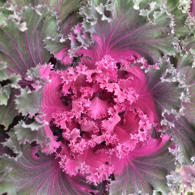Brassica oleracea (Acephala Group)
