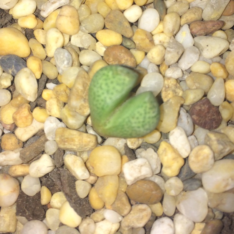 plant image 738954