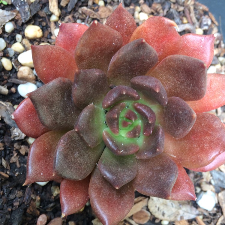 plant image 742175 plant image 742175