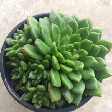 Echeveria Ron Evans