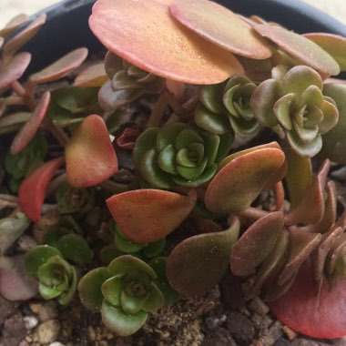 Sedum Makinoi 'Tundra Tornado'