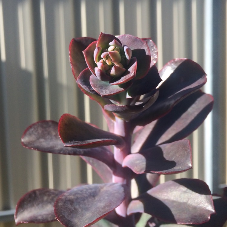 plant image 761379 plant image 761379
