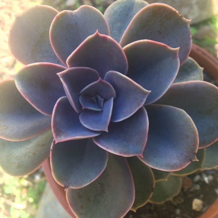 plant image 761388 plant image 761388