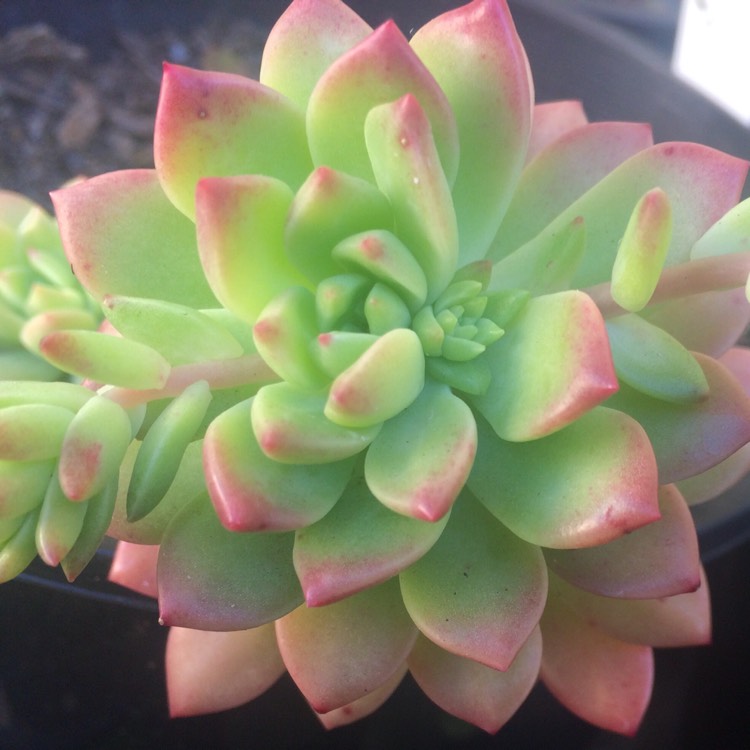 plant image 761394 plant image 761394