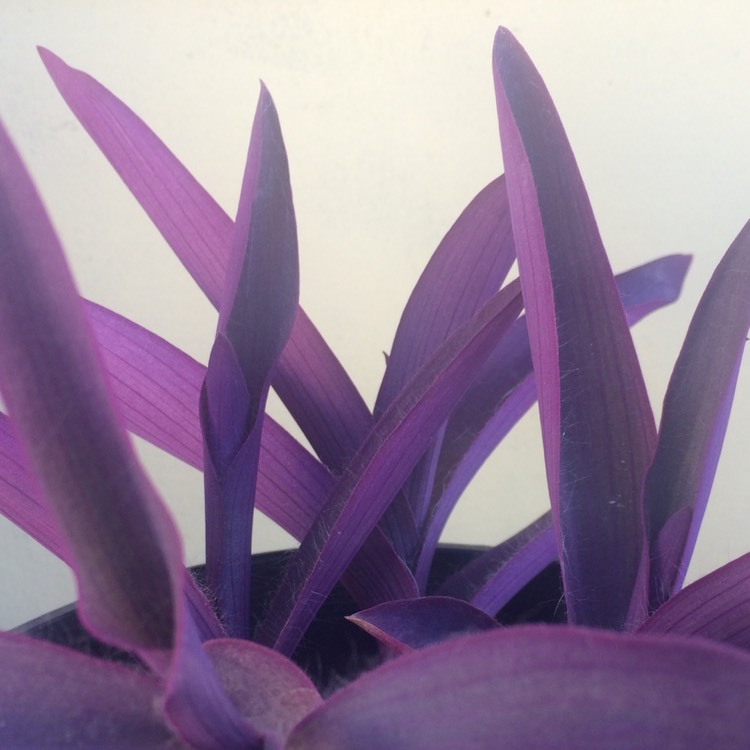 plant image 761396 plant image 761396