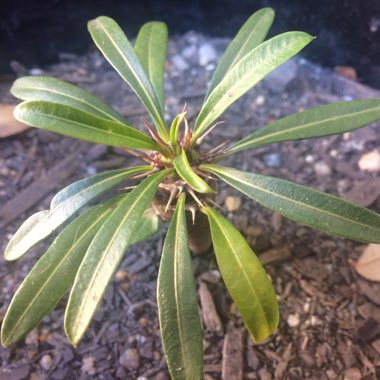 Pachypodium lamerei