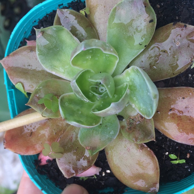 plant image 824257