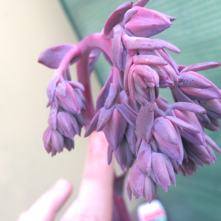 plant image 824258 plant image 824258