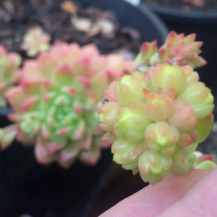 plant image 824259 plant image 824259