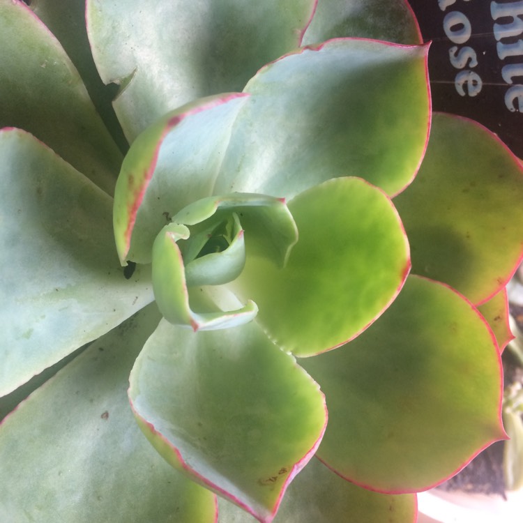 Plant image Echeveria Powder Blue