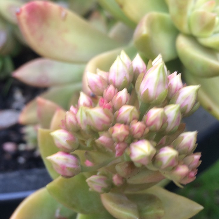 plant image 824290 plant image 824290