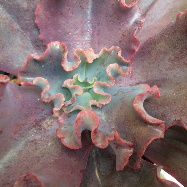 plant image 827127 plant image 827127