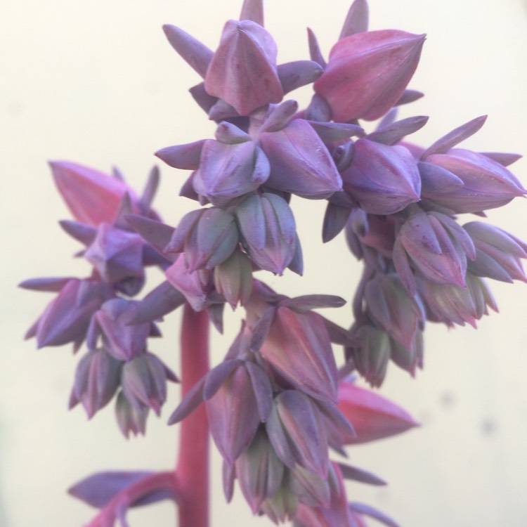 plant image 837977 plant image 837977