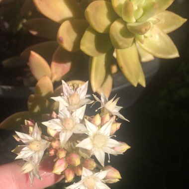 Sedum 'Pat's Pink' syn. Sedeveria 'Pat's Pink', Sedum 'Pam's Pink'