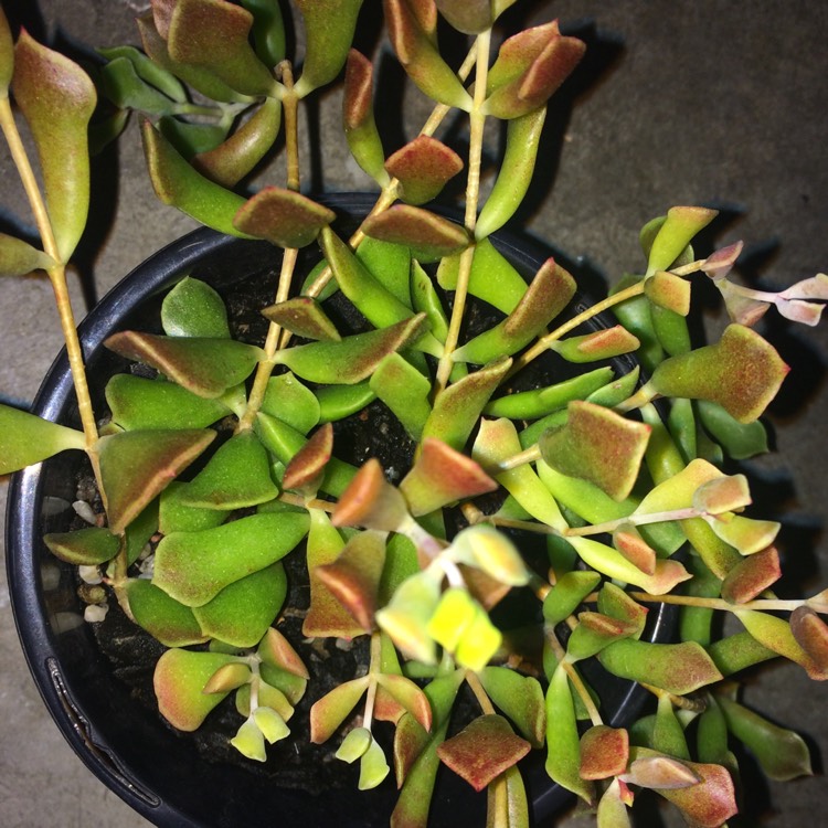 Plant image Cotyledon Papillaris